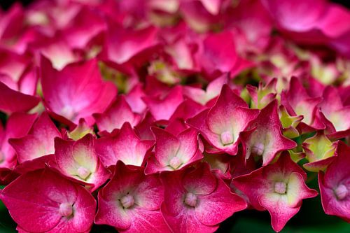 De bloemen van een hortensia van Gerard de Zwaan