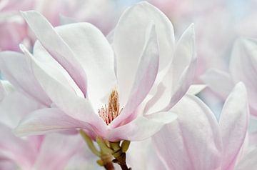Magnolia van Violetta Honkisz
