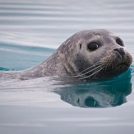 Portrait of a swimming Seal by Chris Stenger