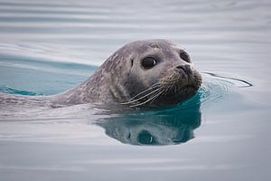 Porträt einer schwimmenden Seehund