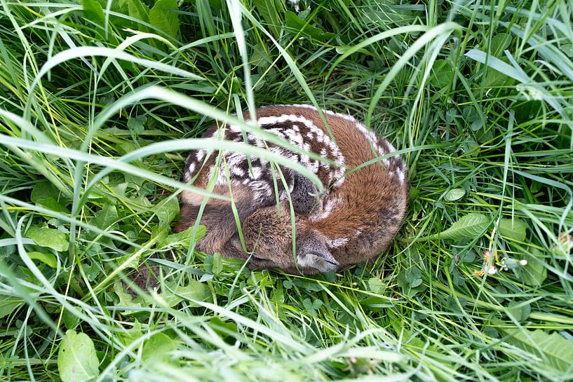 Calf a few days old sleeping in the field. by Caroline van de Plas