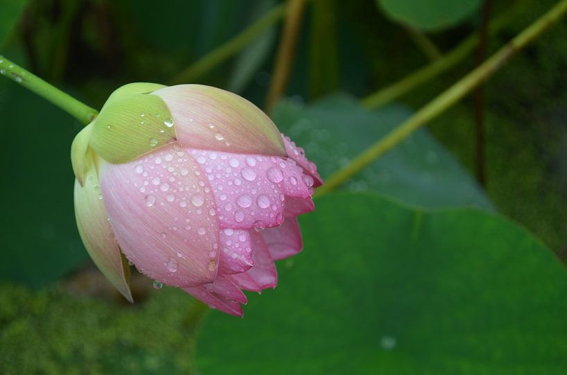 Fleurs de lotus par Sylvia Schmidt