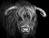 Schotse Hooglander van Karel Ton thumbnail