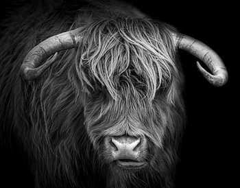 Highlander écossais