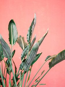 Grüne Palmblätter für eine rosa Wand