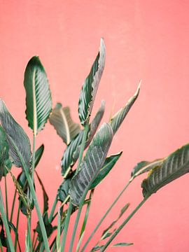Feuilles de palmier vertes pour un mur rose sur Raisa Zwart