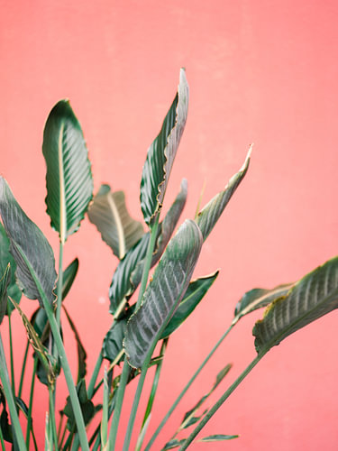 Groene palmbladeren voor een roze muur