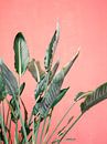 Grüne Palmblätter für eine rosa Wand von Raisa Zwart Miniaturansicht