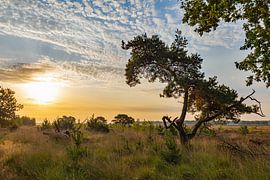 Leende, groote heide (3) von wilbert ottenheijm