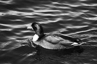 Duck in the water