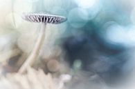 Dreamy Mushroom van Bob Daalder thumbnail