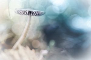 Dreamy Mushroom van Bob Daalder