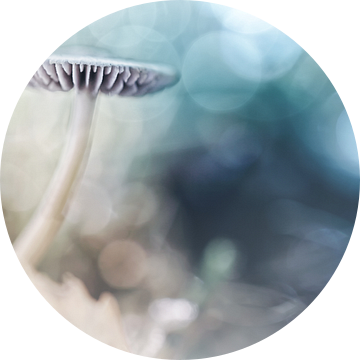 Dreamy Mushroom van Bob Daalder