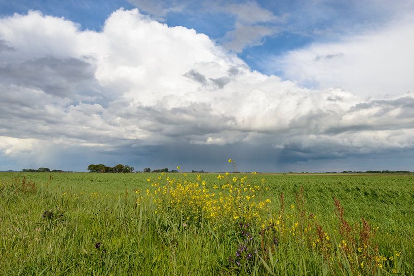 Springtime landscape with wildflowers by Sjoerd van der Wal Photography