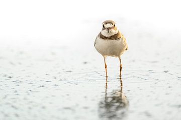 Moments zen - Chasseur d'eau au repos réfléchissant - Pluvier d'Amérique sur Femke Ketelaar