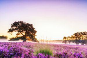 Flowering Heather plants in Heathland landscape during sunrise in summer
