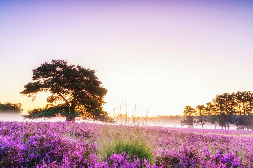Flowering Heather plants in Heathland landscape during sunrise in summer by Sjoerd van der Wal Photography