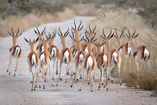Les fesses des impalas