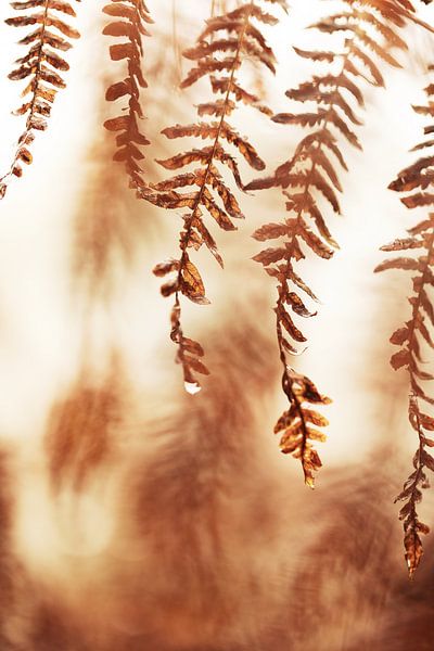 Kunst der Natur von Eva Bos