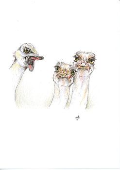 struisvogelpolitiek
