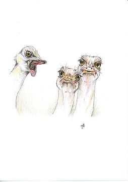 struisvogelpolitiek