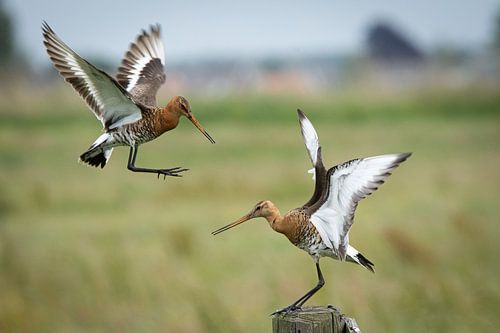 Uferschnepfe im Angriff
