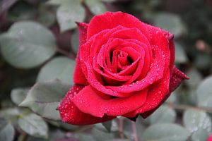 Die Rote Rose von Cornelis (Cees) Cornelissen