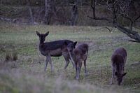 Fallow deer