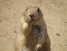 het schattige Prairiehondje van thijmen hoekerd