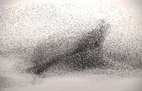 Starenschwarm in Form eines Vogels