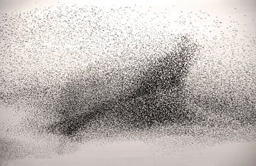 Starling swarm in the shape of a bird by Franke de Jong