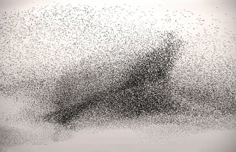 Starenschwarm in Form eines Vogels von Franke de Jong