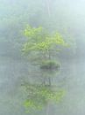 Island in the fog at the Oisterwijkse vennen. by Jos Pannekoek thumbnail