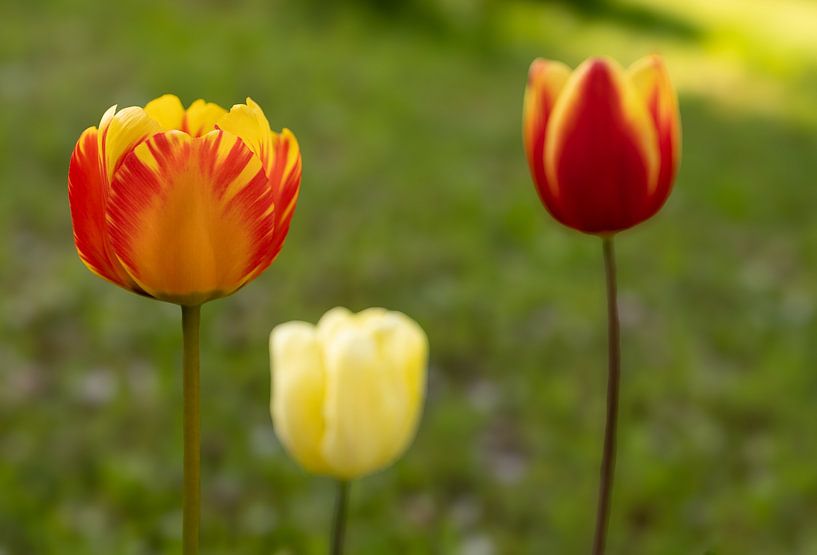 Tulips by Marloes ten Brinke