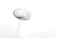 Champignon Haute Clé Fine Art