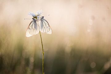 Twee witte vlinders in de eerste zonnestralen van Judith Borremans