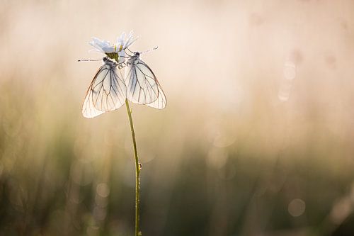 Twee witte vlinders in de eerste zonnestralen