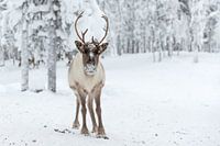 Rentier, das direkt in die Kamera schaut, Finnisch-Lappland.