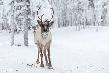 Rendier kijkt recht de camera in, Fins Lapland. van Miranda van Assema