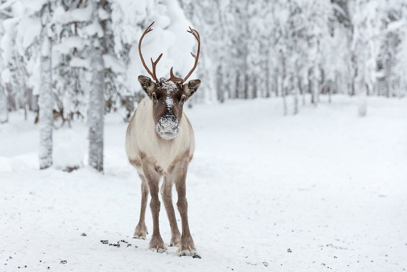 Rentier, das direkt in die Kamera schaut, Finnisch-Lappland. von Miranda van Assema