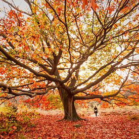 herfst van Bertrik Hakvoort