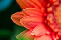 Macrophotography of a flower