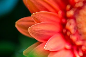 Close-up van bloemblaadjes van Cathy Php