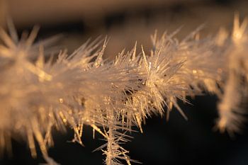 Cristaux de glace sur du fil barbelé