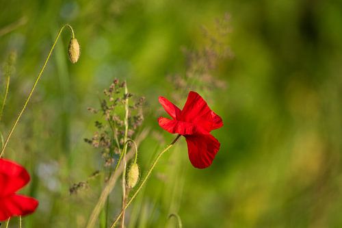 Mohn in der Morgensonne