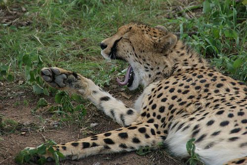 Le guépard bâille dans l'herbe