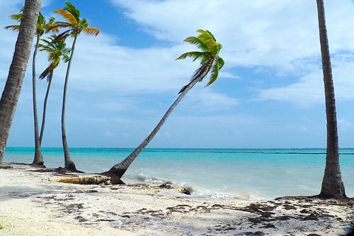 Caribisch paradijs: turkooisblauwe zee, witte stranden en tropische lichtheid in kleurrijke foto's.