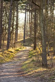 Sonnenaufgang in den Wäldern von Zeeland von Louise Poortvliet