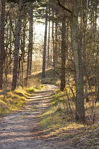 Zonsopkomst in het Zeeuwse bos van Louise Poortvliet