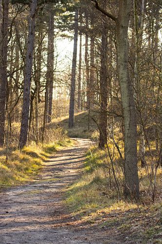 Zonsopkomst in het Zeeuwse bos